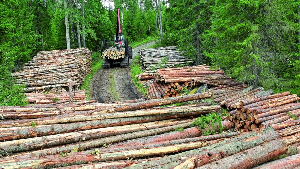 Saarijärveläisen Forest-Linna Oy:n tela-alustainen ajokone ajoi elokuussa puita tien varteen harvennusleimikolla Konnevedellä. (Kuvaaja: Sami Karppinen)