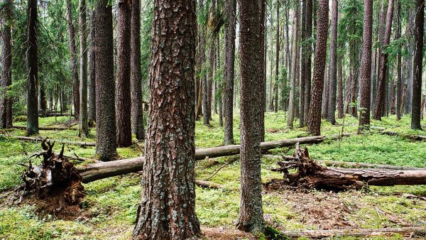 Perukirjaan merkitään omaisuuden arvo, metsän arvo voidaan laskea Verohallinnon ohjeiden mukaan.