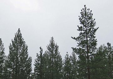 Tupsukasvaiminen mnnikk on kuvattu elokuun alussa Inarin Monesjrvelt. (Kuvaaja: Risto Jalkanen)