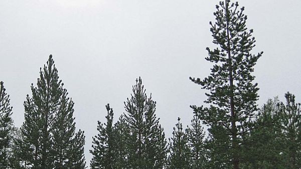 Tupsukasvaiminen mnnikk on kuvattu elokuun alussa Inarin Monesjrvelt. (Kuvaaja: Risto Jalkanen)