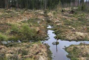 Suometsän uudistusalat on kunnostusojitettava, jos pohjaveden pinta päätehakkuun jälkeen kohoaa. (Kuvaaja: Markku Saarinen)