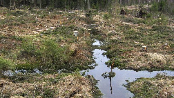 Suometsän uudistusalat on kunnostusojitettava, jos pohjaveden pinta päätehakkuun jälkeen kohoaa. (Kuvaaja: Markku Saarinen)