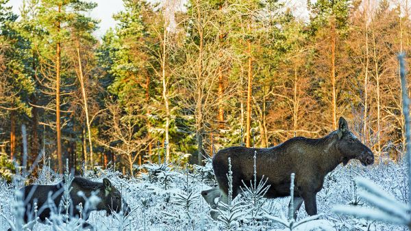 Hirvi on taimikoiden merkittävimpiä tuhoeläimiä. (Kuvaaja: Kimmo Lyytikäinen)