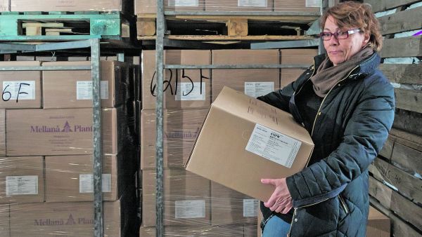 Mellanå Plantin tuotantopäällikkö Metti Salminen kantaa taimilaatikkoa taimitarhan pakkasvarastossa. Taimilaatikoihin kiinnitetyistä etiketeistä selviää, onko taimet kasvatettu siemenviljelyssiemenistä.