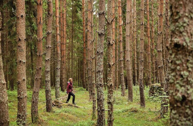 Nelikymmenvuotias männikkö olisi kaivannut harvennusta jo kauan sitten.