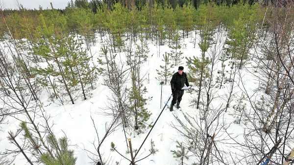 Pihtiputaalla sijaitsevan mäntytaimikon pituus olisi säästyneiden mäntyjen perusteella noin 4 metriä, sanoo tarkastaja Juha Siekkinen. Tuhot jatkuvat etenkin pienemmissä männyissä. Metsä kasvaa vajaapuustoiseksi. (Kuvaaja: Sami Karppinen)