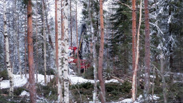 Lapin Laatukone Oyj:n metsäkoneenkuljettaja Esa Ämmälä harvensi maaliskuun lopulla ensiharvennusikäistä puustoa Rovaniemellä.
