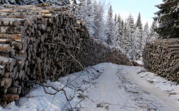 Metsätien kuivumista vaikeuttavat puutavarapinot, jotka estävät lumivallien auraamisen keväällä ojaan. Asiaa voi ennakoida ennen puutavaran tuomista tien varteen. (Kuvaaja: Matti Kärkkäinen)