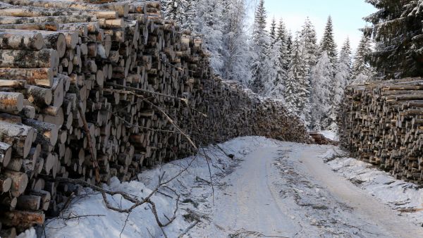 Metsätien kuivumista vaikeuttavat puutavarapinot, jotka estävät lumivallien auraamisen keväällä ojaan. Asiaa voi ennakoida ennen puutavaran tuomista tien varteen. (Kuvaaja: Matti Kärkkäinen)
