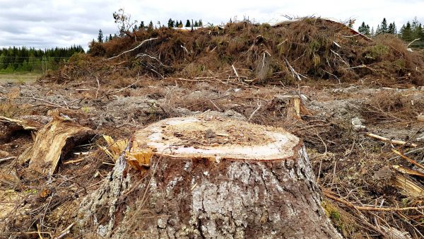 Metsähakkeen suuren innostuksen siivittämä nousukäyrä näyttää juuttuneen paikoilleen, vaikka puuta poltettiin viime vuonna kaikkiaan ennätysmäärä. Jyrkin pudotus on nähty kantojen nostossa. (Kuvaaja: Eero Sala)