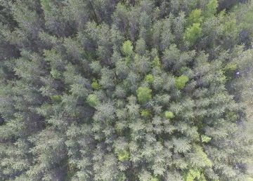 Neljässä vuodessa Suomen puusto on lisääntynyt noin 110 miljoonaa kuutiometriä. (Kuvaaja: Sami Karppinen)