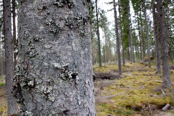 Kuusikon päätehakkuu on ajankohtainen, kun puuston keskiläpimitta 1,3 metrin korkeudelta on Etelä-Suomessa 26-32 senttimeriä, Väli-Suomessa 25-30 ja Pohjois-Suomessa 22-26 senttiä. Kuva: Valtteri Skyttä