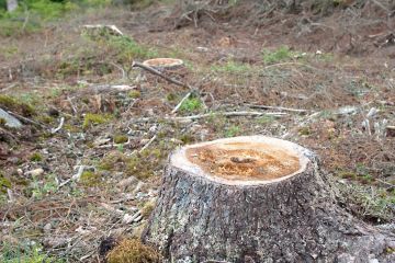 Juurikääpä leviää metsään useimmiten hakkuun jälkeen suurien kantojen kautta. (Kuvaaja: Juha Honkaniemi)