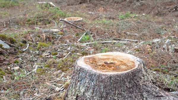 Juurikääpä leviää metsään useimmiten hakkuun jälkeen suurien kantojen kautta. (Kuvaaja: Juha Honkaniemi)