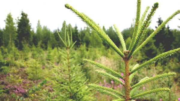 Kuusentaimen latvakasvain on jäänyt niin sanotusti piippuun. Kuvankaltaisia havaintoja on tehty esimerkiksi Kaakkois-Suomessa. Yksi mahdollinen syypää on versosurma. (Kuvaaja: Valtteri Skyttä)