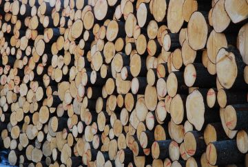 Jos perintövero halutaan maksaa puukauppatuloilla, on otettava huomioon puukaupan maksuaikataulu, metsätulojen verotus ja uudistusvelvoite.  (Kuvaaja: Mikko Häyrynen)