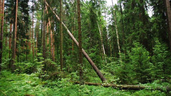 Nopeasti edennyt myrsky kaatoi puita muun muassa Tuusulassa. (Kuva: Mikko Häyrynen)