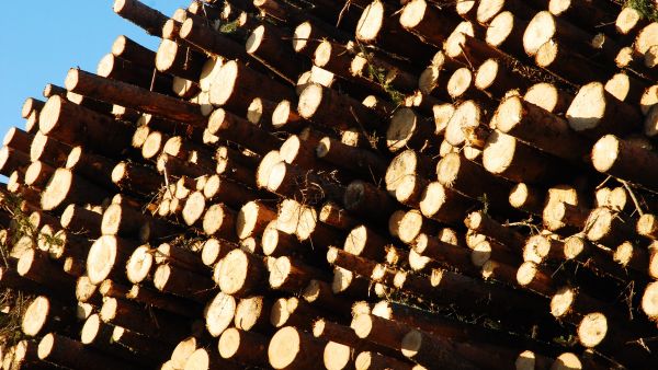 Kaakkois-Suomessa sekä kuusi- että mäntytukin parhaimmat kantohintanoteeraukset ovat useamman metsänhoitoyhdistyksen alueella pari euroa päälle 60 euron. (Kuvaaja: Mikko Häyrynen)