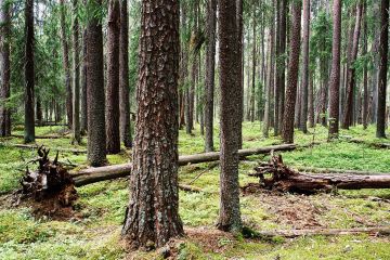 Jos kuolinpesään kuuluu metsää, sen voi pesänjaossa osoittaa yhdelle tai useammalle osakkaalle sen mukaan, miten perintöosuudet ja muu omaisuus sen mahdollistavat ja miten osakkailla on kiinnostusta ottaa metsää omistukseensa. (Kuva: Mikko Riikilä)