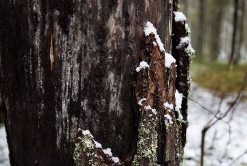 Metsään jätetyistä rungoista eli säästöpuista tulee hiljalleen lahopuuta. (Kuvaaja: Seppo Samuli)