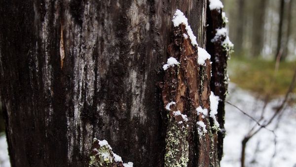 Metsään jätetyistä rungoista eli säästöpuista tulee hiljalleen lahopuuta. (Kuvaaja: Seppo Samuli)