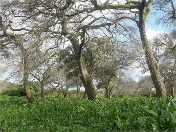 Faidherbia-puu sopii peltometsäviljelyn osaksi hyvin. Sen avulla viljasadot voidaan kaksinkertaistaa ja lisähyötynä on parantunut hiilensidonta.  