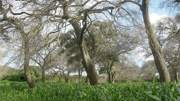 Faidherbia-puu sopii peltometsäviljelyn osaksi hyvin. Sen avulla viljasadot voidaan kaksinkertaistaa ja lisähyötynä on parantunut hiilensidonta.  