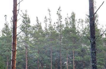 Pystynävertäjien syömien puiden latvukset ovat muuttuneet piikkimäisiksi raumalaisessa metsässä. (Kuvaaja: Mikko Riikilä)