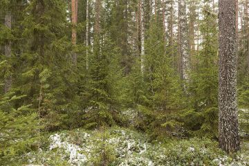 Kun metsässä on jo valmiiksi hyväkuntoisia taimia, jatkuva kasvatus on helppo aloittaa. Etelä-Suomessa otollisia paikkoja ovat metsän uudistumismielessä tuoreet kankaat, Lapissa karut männiköt. (Kuvaaja: MetlaErkki Oksanen)