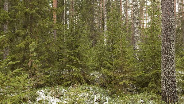Kun metsässä on jo valmiiksi hyväkuntoisia taimia, jatkuva kasvatus on helppo aloittaa. Etelä-Suomessa otollisia paikkoja ovat metsän uudistumismielessä tuoreet kankaat, Lapissa karut männiköt. (Kuvaaja: MetlaErkki Oksanen)