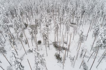 Raskas lumi on katkonut puiden latvoja Suomussalmella. (Kuvaaja: Hannu Huttu)