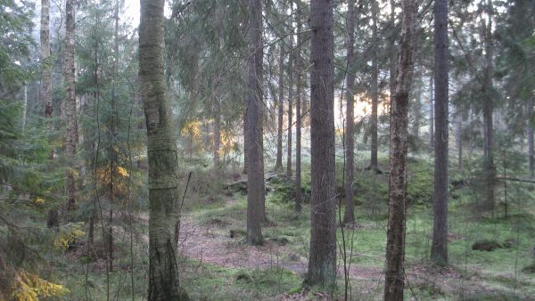 Vanhat kuusikot ovat Kivinokalle tyypillisiä, myös alueen käyttäjät arvostavat vanhan metsän tunnelmaa. (Kuvaaja: Pira Cousin)