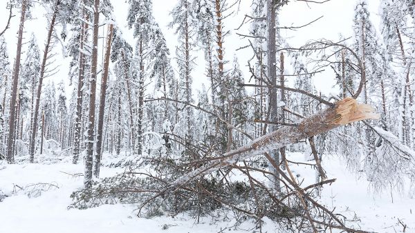 Mänty on puulajeistamme herkin lumituhoille. Latvuksiin kertyvä lumikuorma saa puut katkeamaan keskeltä. (Kuvaaja: Hannu Huttu)