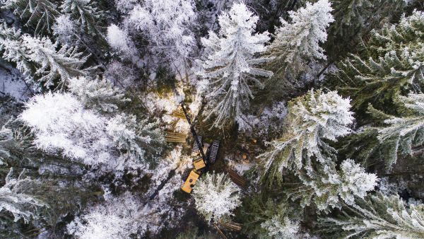 Metsäkoneyrittäjä Raimo Mononen teki tammikuun puolivälissä poimintahakkuuta forssalaisessa kuusikossa. Leimikko on merkitty talvileimikoksi kosteikkoalueen takia. (Kuvaaja: Seppo Samuli)