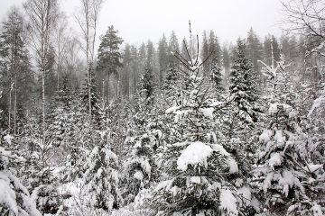 Metsien lumituhoista on maksettu miljoonakorvauksia useampaan otteeseen 2010-luvulla. (Kuvaaja: Valtteri Skyttä)