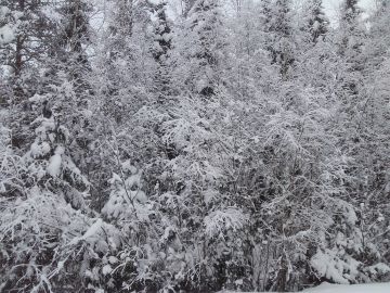 Lumisen metsän puustotietojen arviointi saattaa olla lievästi ilmaistuna haastavaa. Suurin osa metsätilakaupasta käydäänkin kesällä. Kuva: Hannu Liljeroos