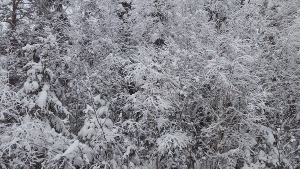 Lumisen metsän puustotietojen arviointi saattaa olla lievästi ilmaistuna haastavaa. Suurin osa metsätilakaupasta käydäänkin kesällä. Kuva: Hannu Liljeroos