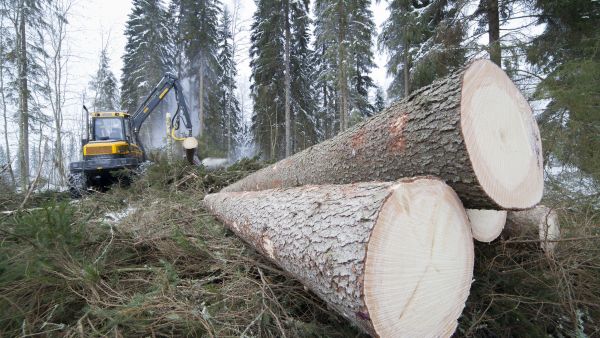 Varsinkin kuusta on hakattu jopa yli kestävien hakkuumahdollisuuksien. Vielä se ei kuitenkaan anna aihetta huoleen.  