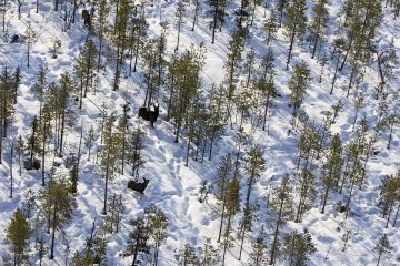 Hirvikannan kasvu kääntyi tilastojen perusteella laskuun viime syksyn metsästyksen ansiosta. Osassa Suomea säätelyjärjestelmä toimii, toisaalla metsänomistajat kokevat jäävänsä täysin hirvipäätöksenteon ulkopuolelle. (Kuvaaja: Matti Kolho)