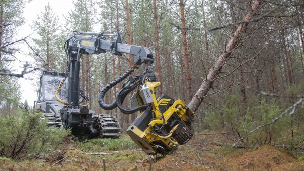 Nuoren metsän harvennuksella puuston keskiläpimitta on usein korkeampi kuin rahoitusehdoissa sallitaan. Kuvan harvennusta ei ole todettu virheelliseksi. (Kuvaaja: Mikko Riikilä)