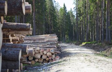 Yhä raskaammiksi käyvät puukuljetukset haastavat metsätiet, jotka on rakennettu nykyistä kevyemmälle autokalustolle.  
