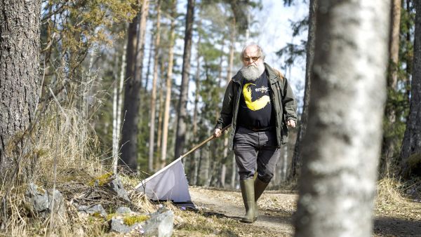 Heikki Henttonen pyydystää punkkeja metsäteiden varsilta Kuhmoisissa. (Kuvaaja: Seppo Samuli)