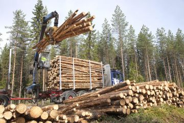 Kuitupuu on nyt haluttua, mutta todellisten kanto- ja hankintahintojen peittely ärsyttää metsänomistajapuolta.  