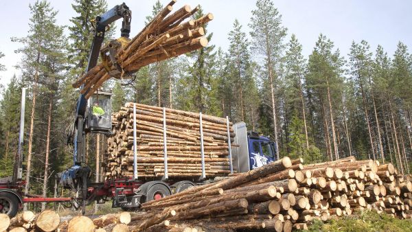 Kuitupuu on nyt haluttua, mutta todellisten kanto- ja hankintahintojen peittely ärsyttää metsänomistajapuolta.  