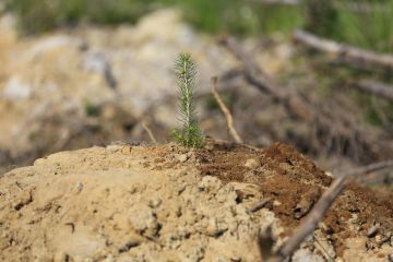 Taimet kestävät parhaiten kuivuutta, kun ne istutetaan riittävän syvälle mättääseen. Kuva: Sami Karppinen. (Kuvaaja: Sami Karppinen)