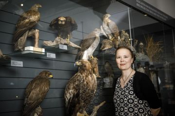 Haukat ovat museomestari Heidi Björklundin sydäntä lähellä. Hän tarkasteli väitöskirjassaan haukkojen pesimismenestykseen vaikuttavia tekijöitä sekä metsissä tapahtuneita muutoksia ja niiden vaikutuksia haukkoihin. Kuva: Seppo Samuli