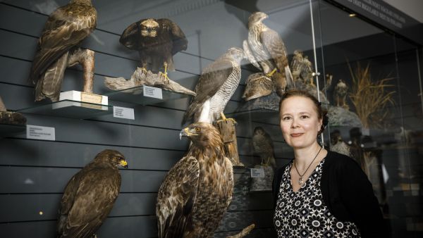 Haukat ovat museomestari Heidi Björklundin sydäntä lähellä. Hän tarkasteli väitöskirjassaan haukkojen pesimismenestykseen vaikuttavia tekijöitä sekä metsissä tapahtuneita muutoksia ja niiden vaikutuksia haukkoihin. Kuva: Seppo Samuli