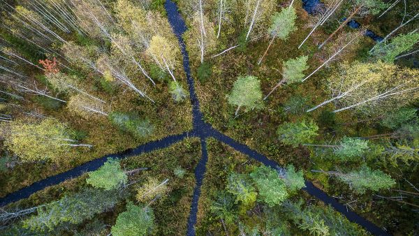 Ensi vuosikymmenellä suometsien hoidon tuki ohjattaneen entistä painokkaammin vesiensuojeluun. Kuva: Markus Pentikäinen (Kuvaaja: Markus Pentikinen)