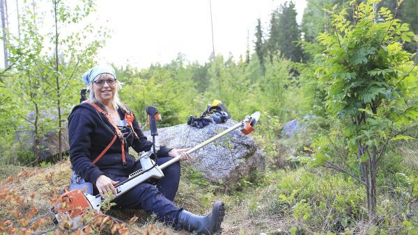 Eeva Hankajoki osallistui Suomen metsäkeskuksen järjestämälle naisten raivaussahakurssille ja on sen jälkeen tehnyt raivausta omassa metsässään. Tänä kesänä käsittelyssä on ollut 4 hehtaarin kokoinen kuusentaimikko. Kuva: Sami Karppinen