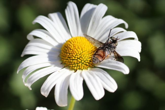 Paarma - Metsälehti